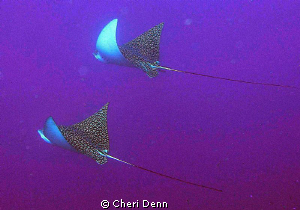 Spotted Eagle Rays are such a beautiful sight.  Taken wit... by Cheri Denn 